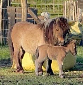 Mini chetland pony’s, Étalon, Non dressé, Avec pedigree