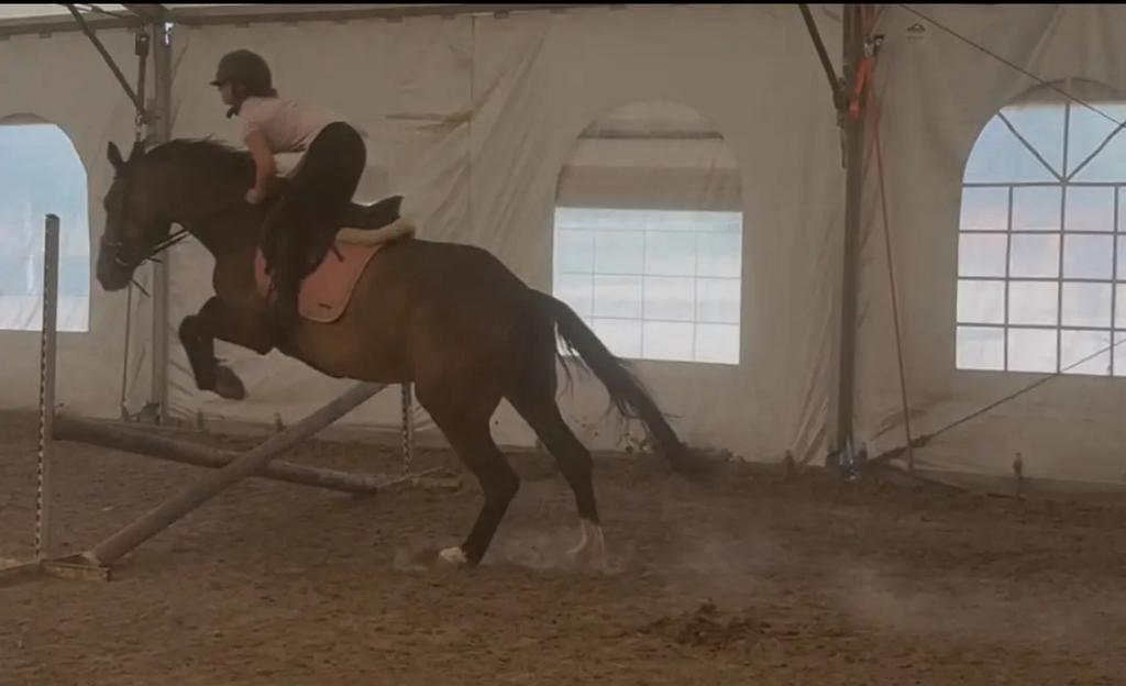 Ulana B – Talentvolle merrie met top karakter & toekomst!, Dieren en Toebehoren, Merrie, Springpaard, Met stamboom, Z