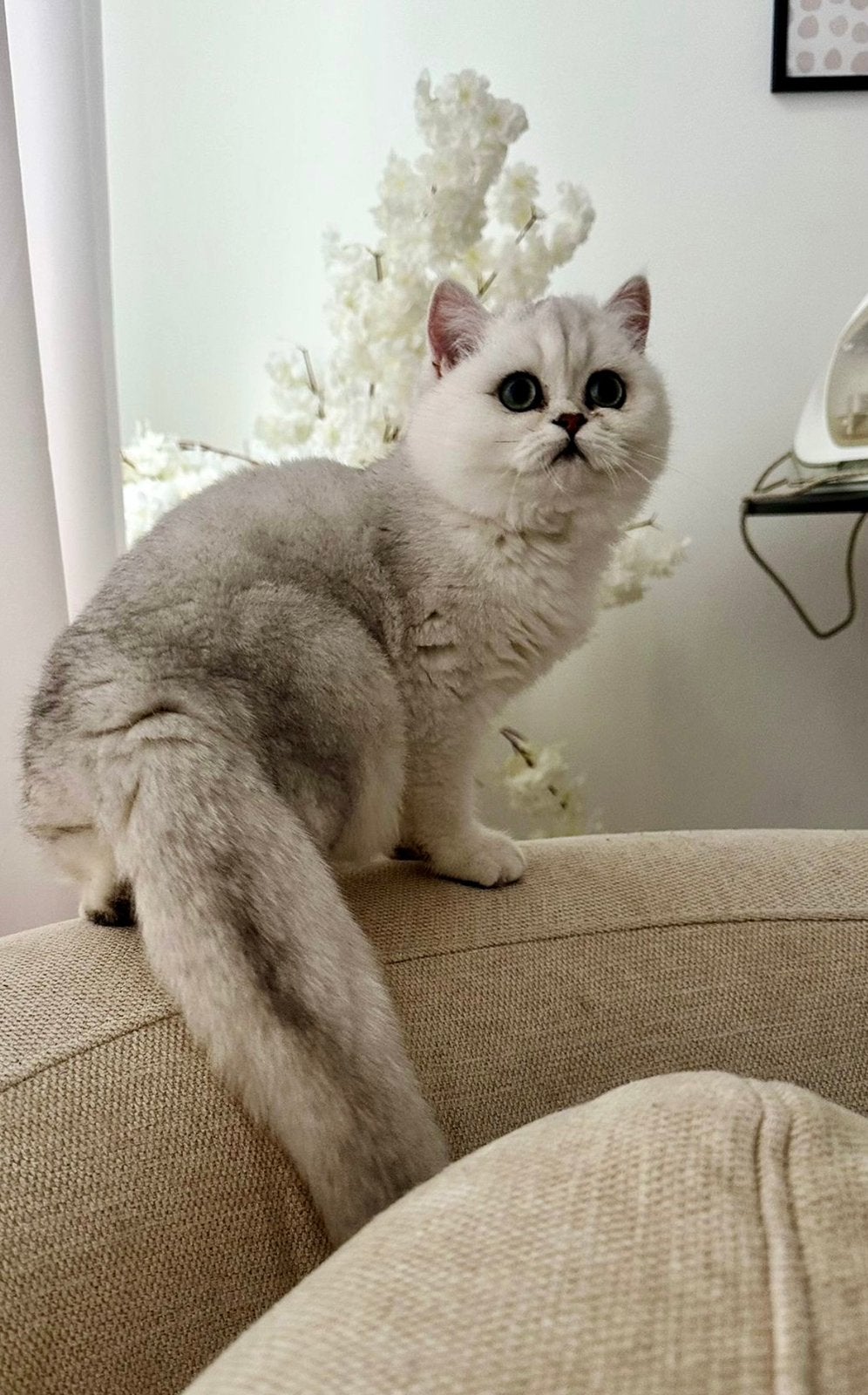 Brits korthaar poes, Chatte ou Chat, Avec pedigree, 0 à 2 ans