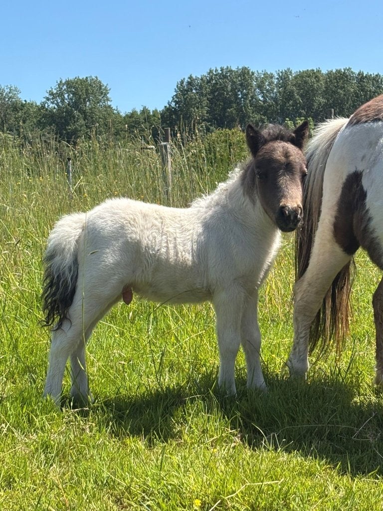 shetland pony's, Dieren en Toebehoren, Pony's, Meerdere dieren, Niet van toepassing