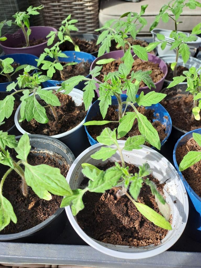 , geel/oranje ananas tomaten, vleestomaten, zoet van smaak, Jardin & Terrasse, Plantes | Jardin, Enlèvement, Plantes potagères