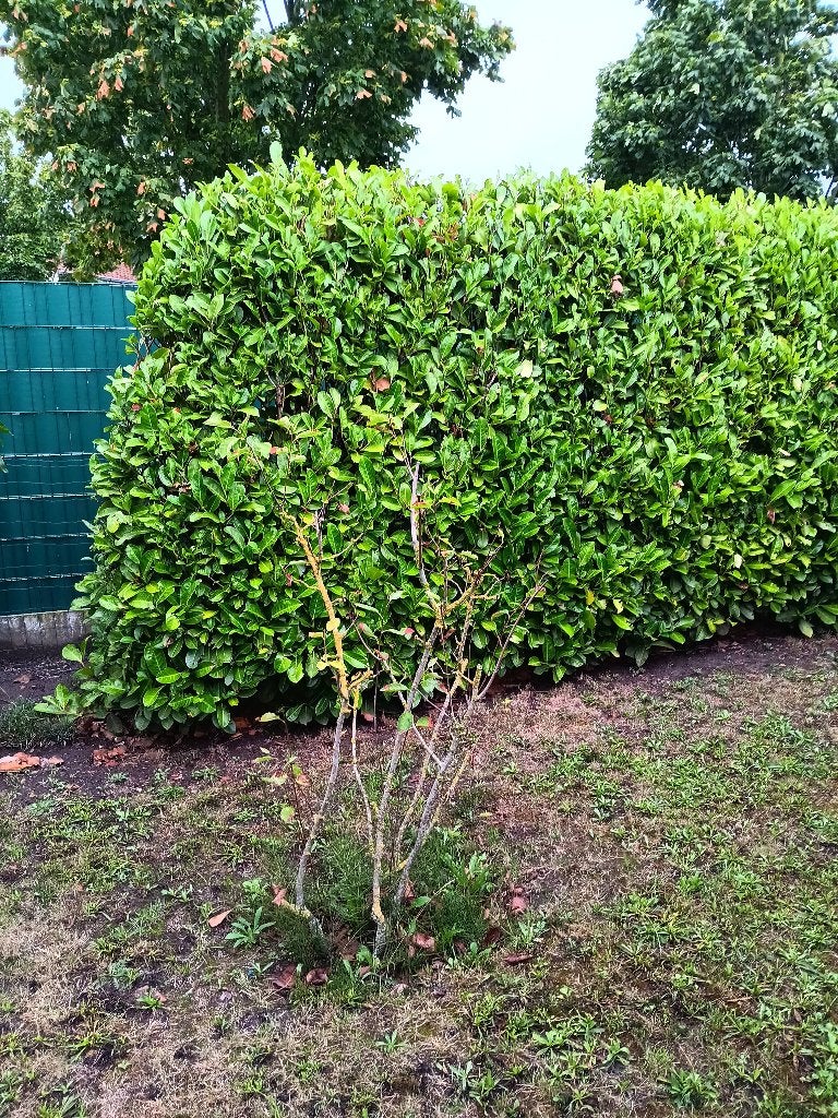 Gratis struiken en boompjes, Tuin en Terras, Planten | Struiken en Hagen, Ophalen, Struik