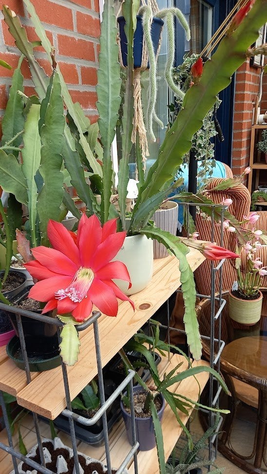 2 stenen potten met rode hangcactus., Maison & Meubles, Plantes d'intérieur, Enlèvement, Cactus