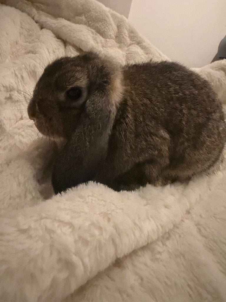 Baby Nederlandse Hangoor, Dieren en Toebehoren, Vrouwelijk, Klein, Hangoor, 0 tot 2 jaar