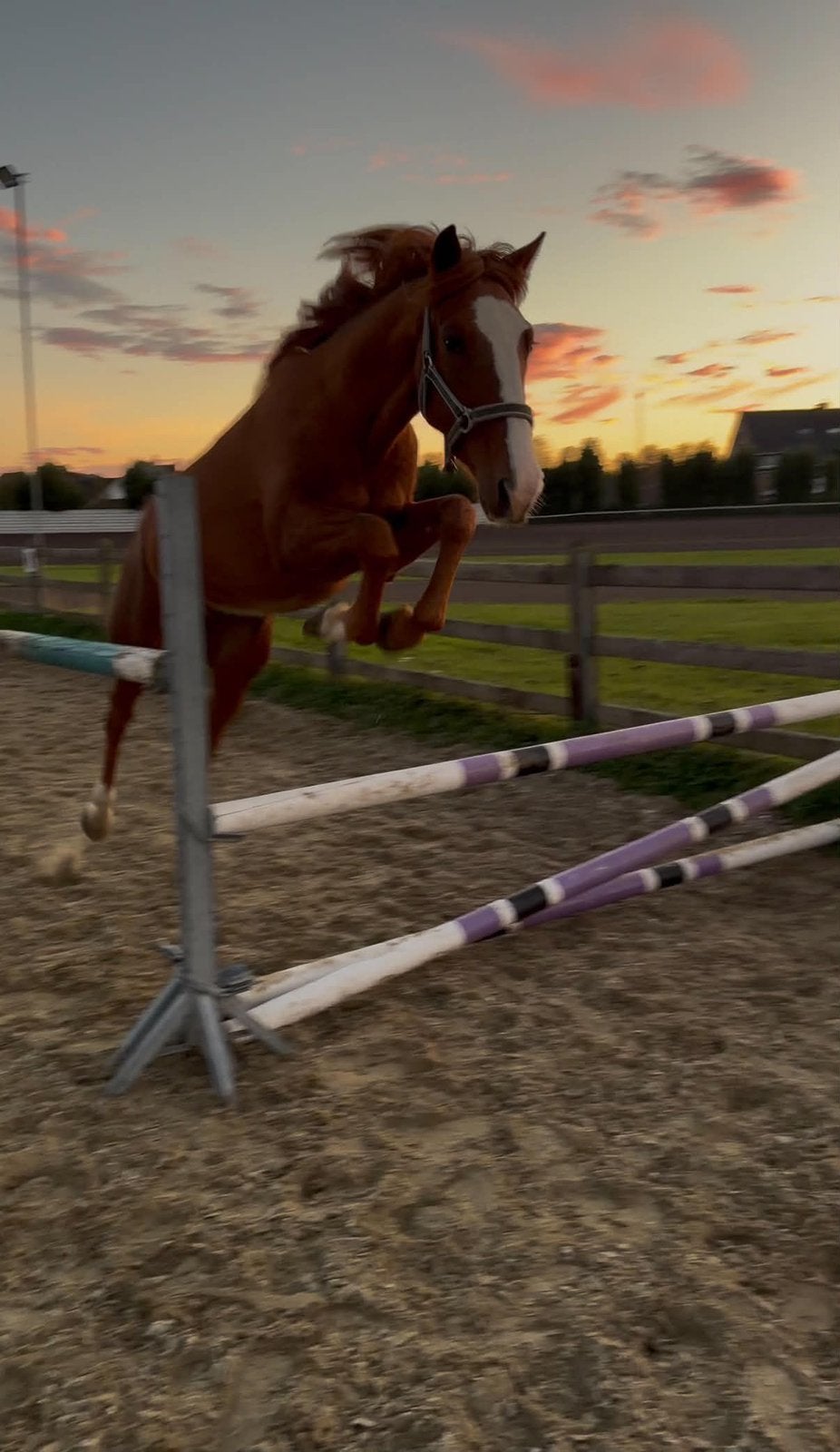 Sport pony, Animaux & Accessoires, Avec puce électronique, Hongre, Débourré, Moins de 160 cm