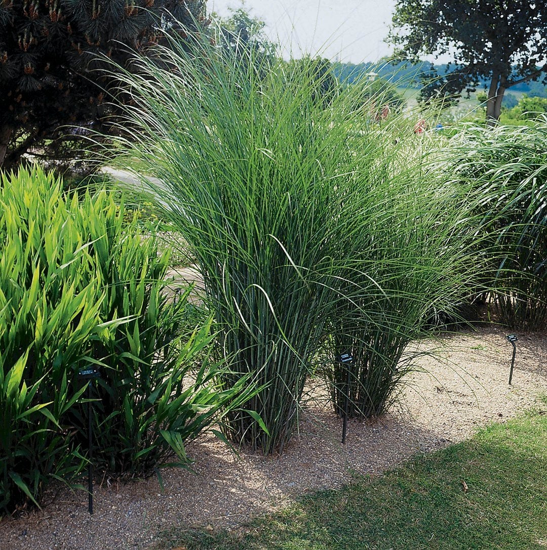 Miscanthus sinensis gracillimus, prachtriet, siergras, Tuin en Terras, Bloembollen en Zaden, Ophalen, Najaar