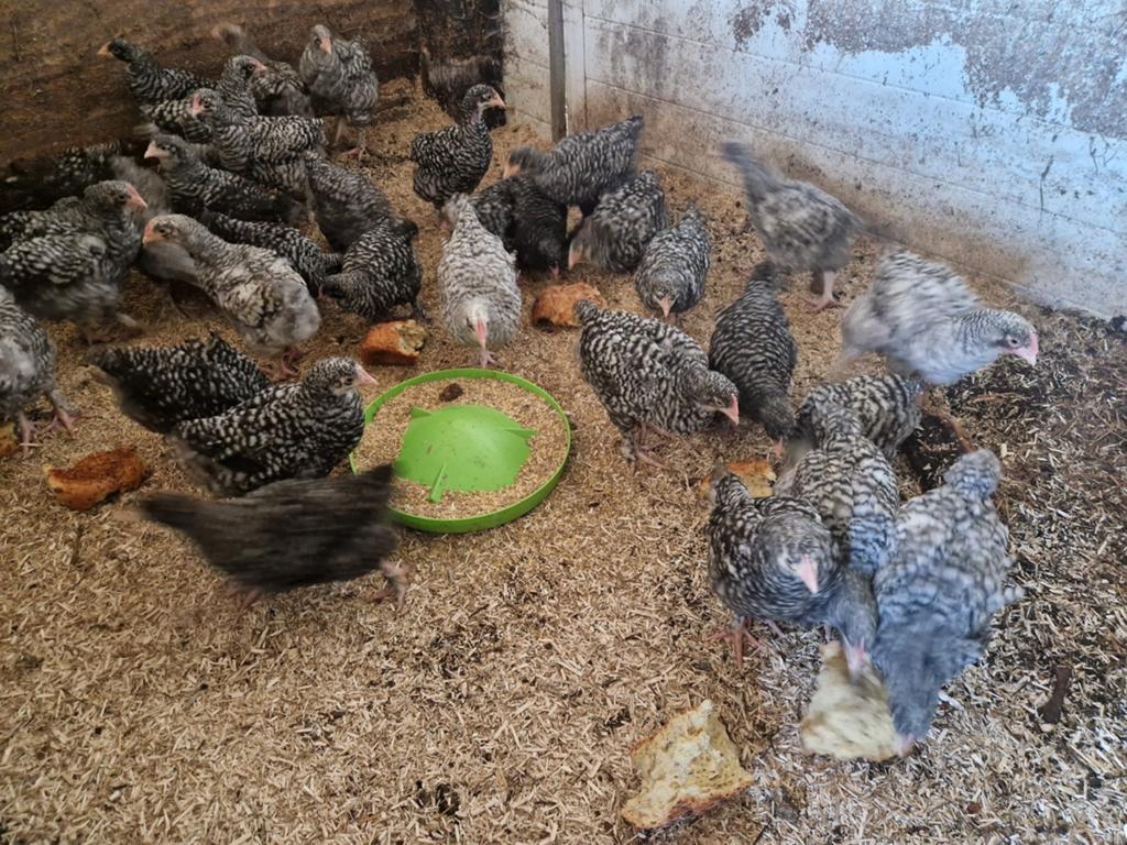 Mechelse koekoek kuikens, Plusieurs animaux, Poule ou poulet