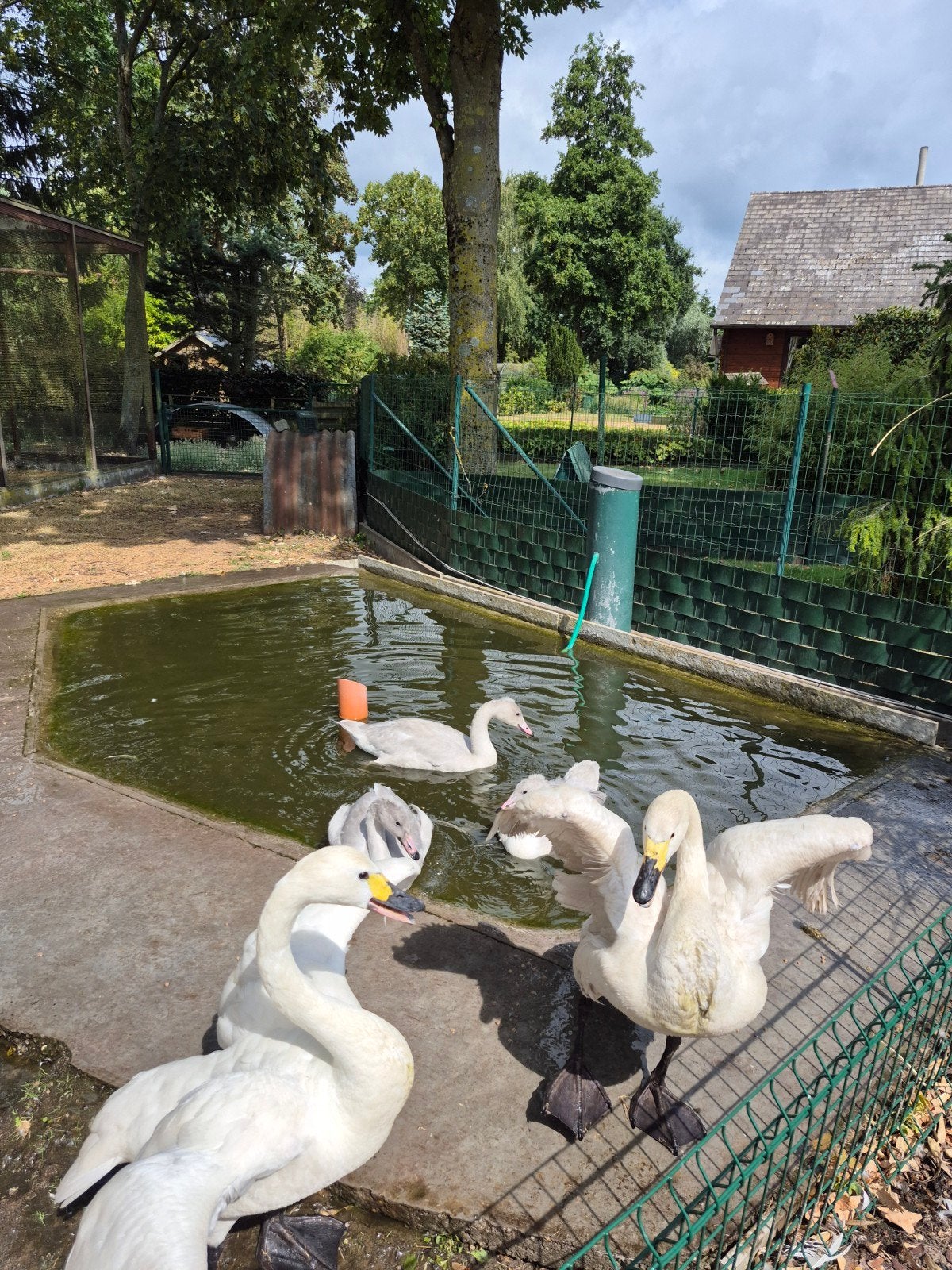 bewicki zwanen, Dieren en Toebehoren, Pluimvee
