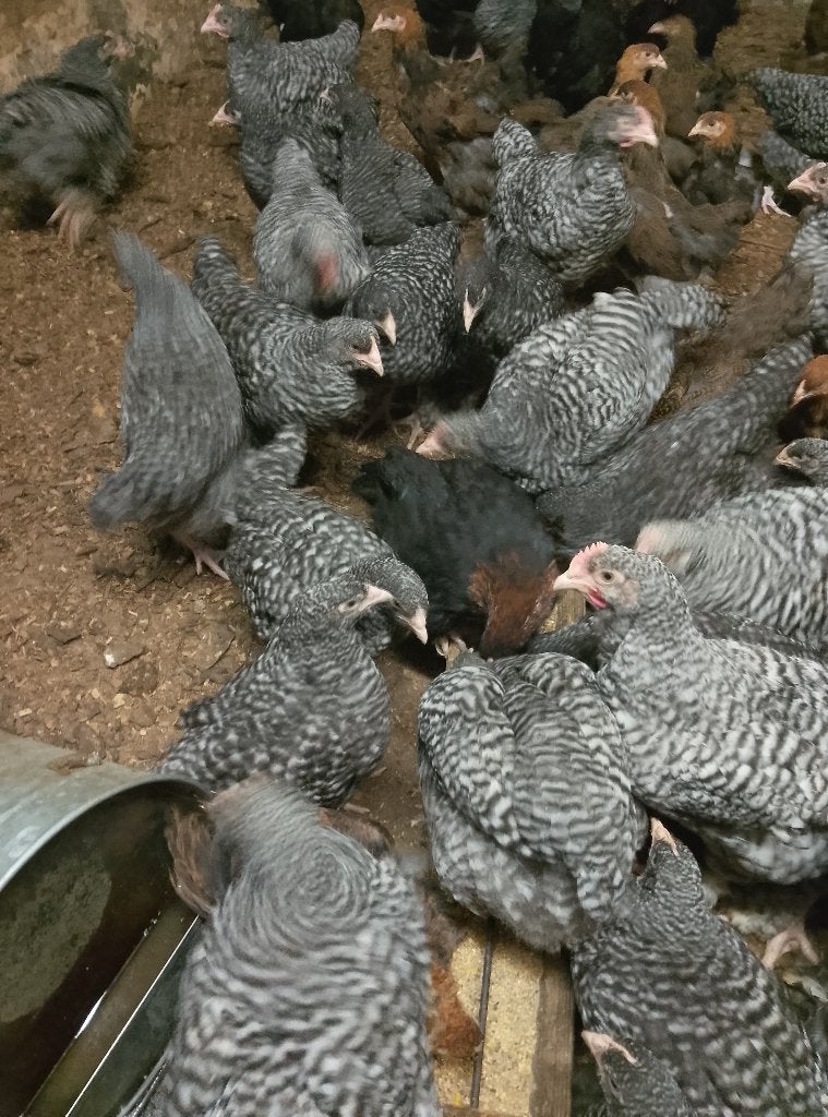 Hanen Mechelse koekoek, Dieren en Toebehoren, Pluimvee