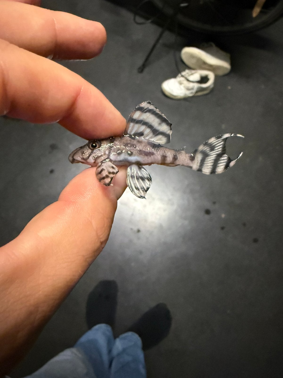 L236 jongen/toekomstige kweekgroep, Animaux & Accessoires, Poisson, Poisson d'eau douce, Banc de poissons