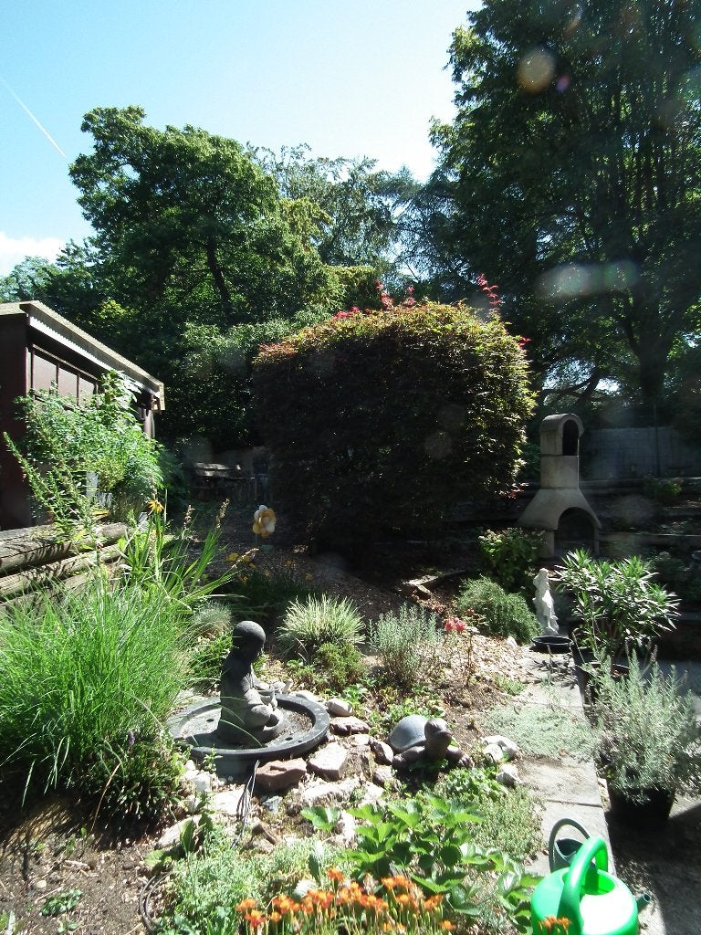 Japanse esdoorn (Acer Japonica) Hoogte meer dan 2 meter, Tuin en Terras, Ophalen, Herfst, Halfschaduw, Overige soorten