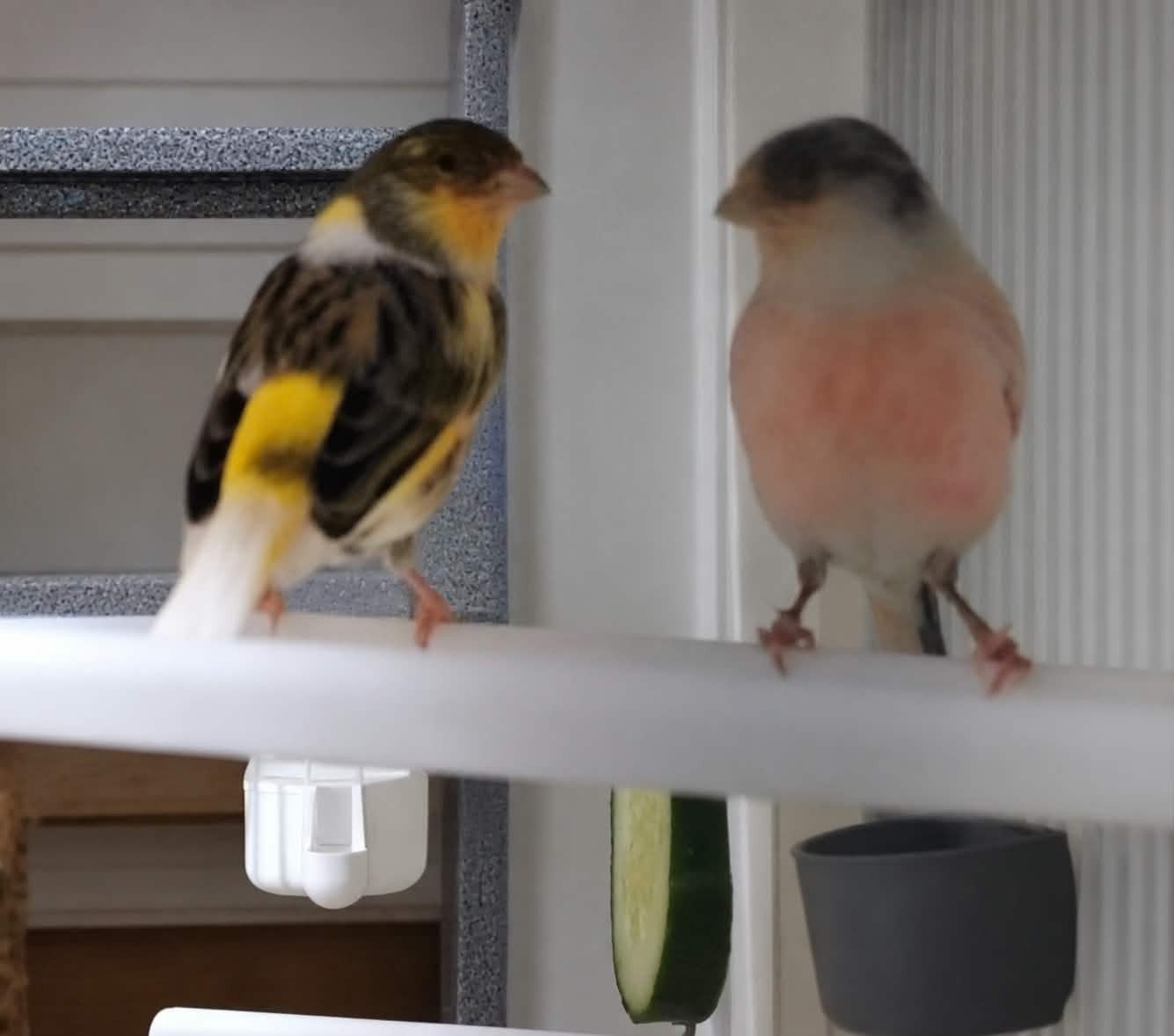couple canaris 2025, Animaux & Accessoires, Mâle, Canari de couleur