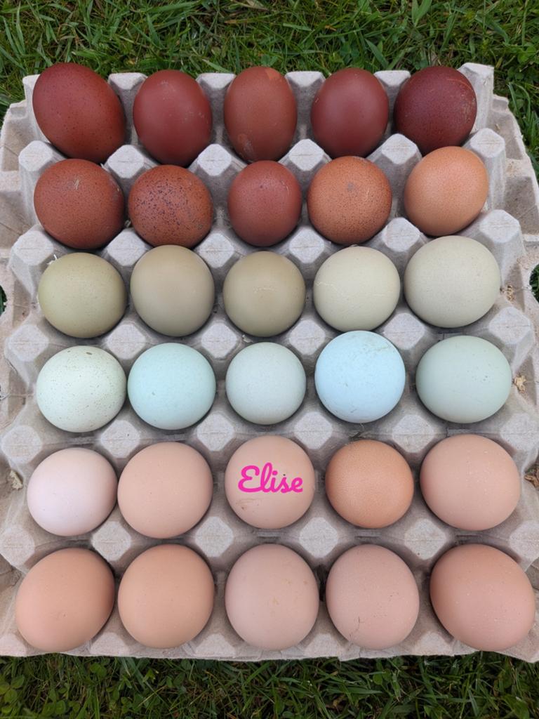 Broedeieren kleurleggers easter eggers kippen, Poule ou poulet