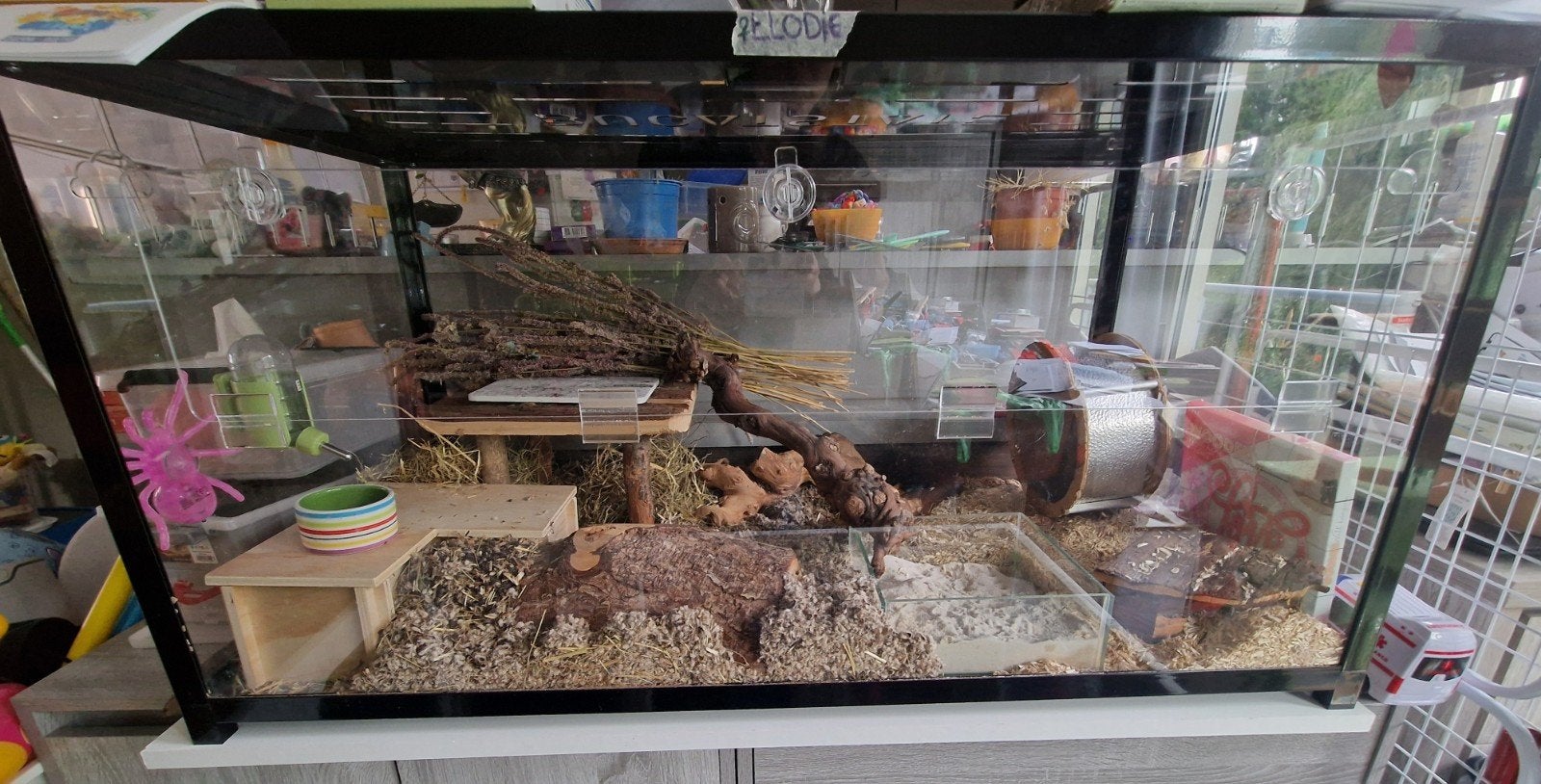 goudhamster met kooi, Dieren en Toebehoren, Maart, Vrouwelijk, Hamster