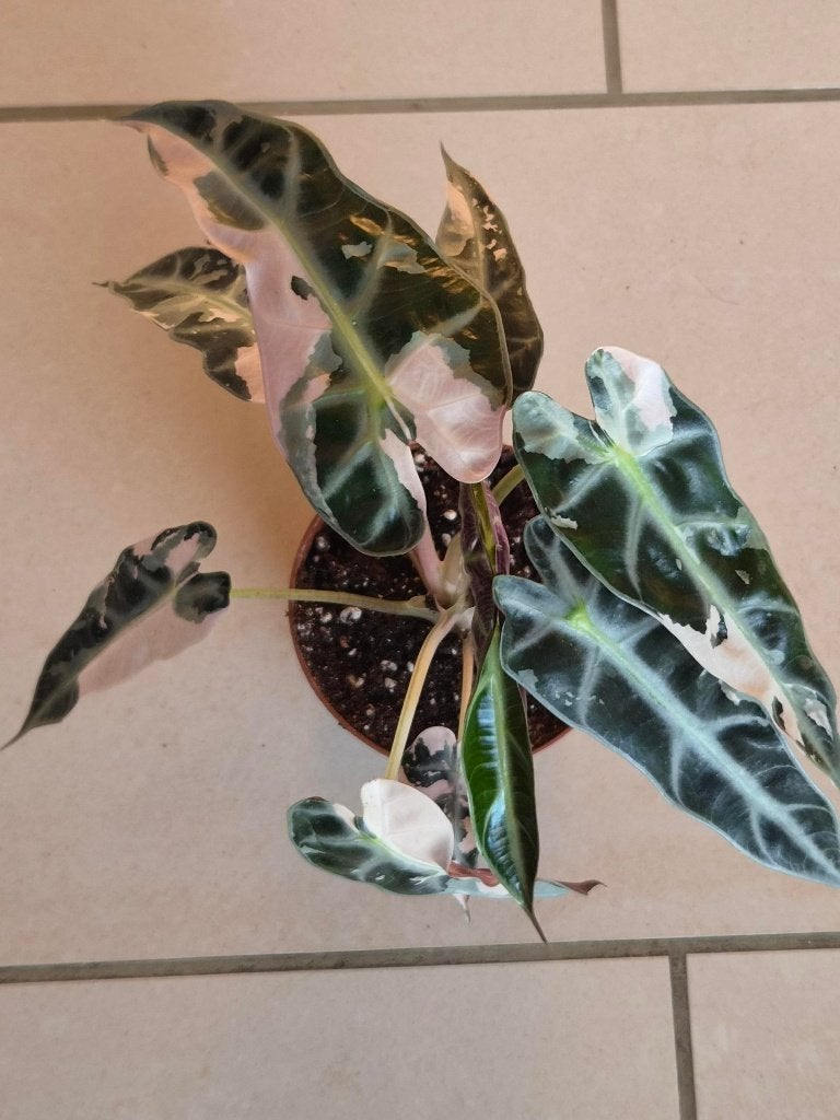 Alocasia Bambino Rose, Enlèvement ou Envoi