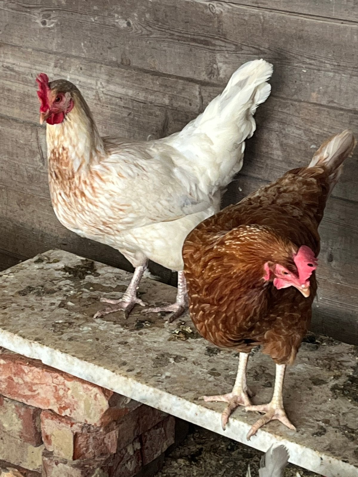 Poules pondeuses À partir de 11 poules : 11 € / pièce, Animaux & Accessoires, Femelle, Poule ou poulet