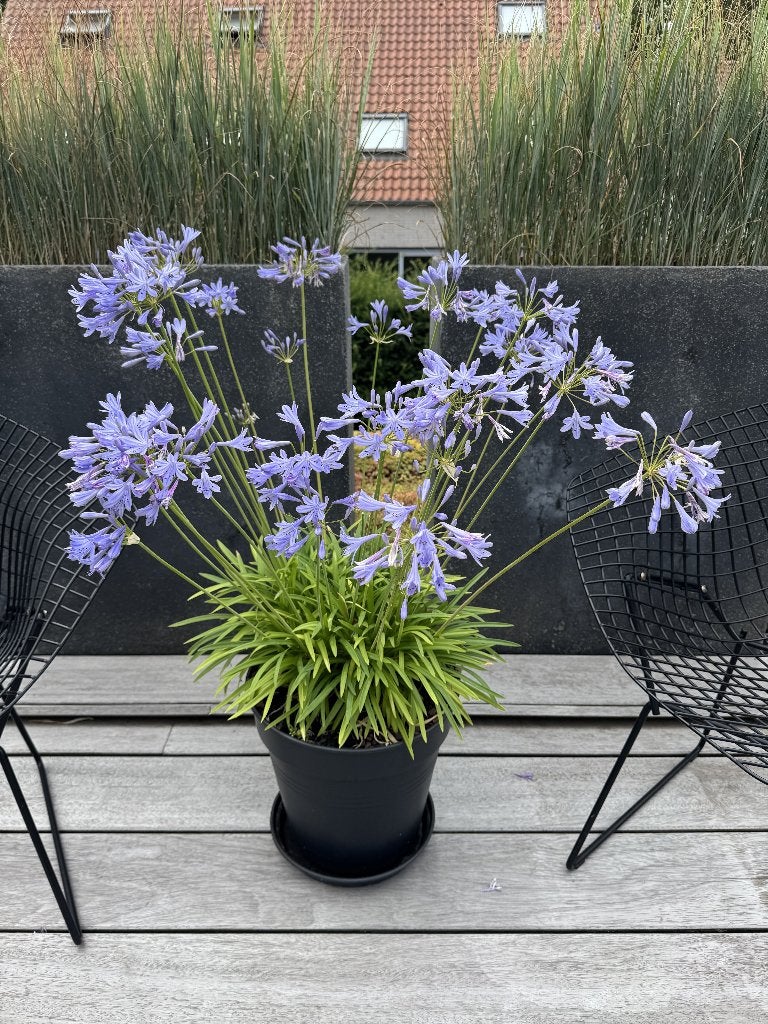agapanthus, Volle zon, Vaste plant, Zomer, Ophalen