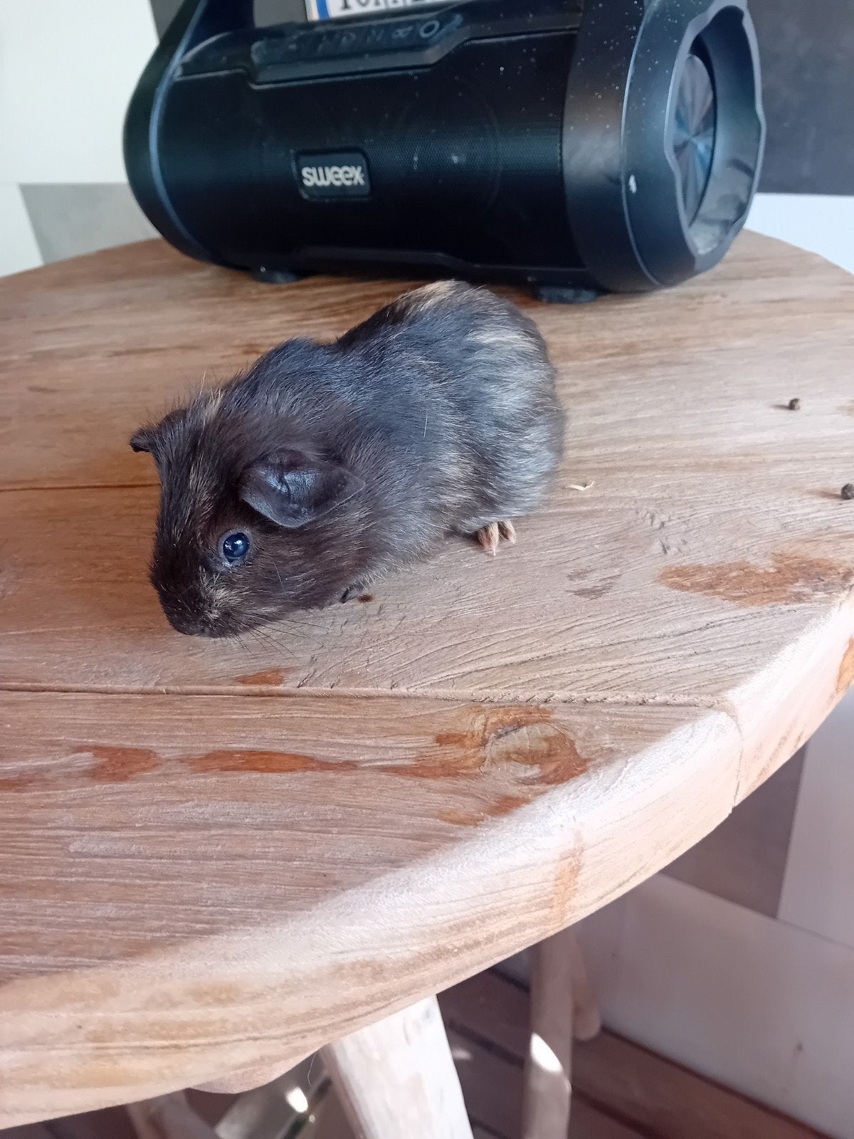 laatste cavia beertje, Juli, Cavia