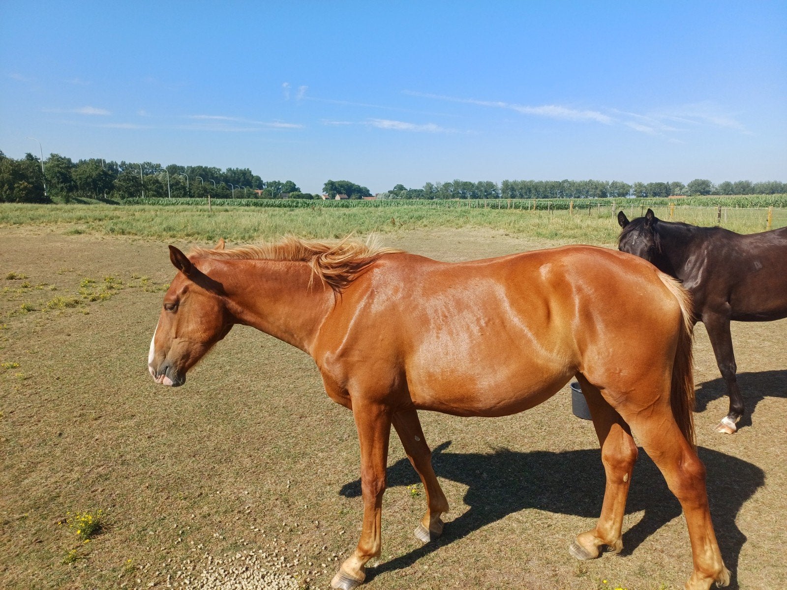 Vlaams paard x springpaard merries bieden, Springpaard