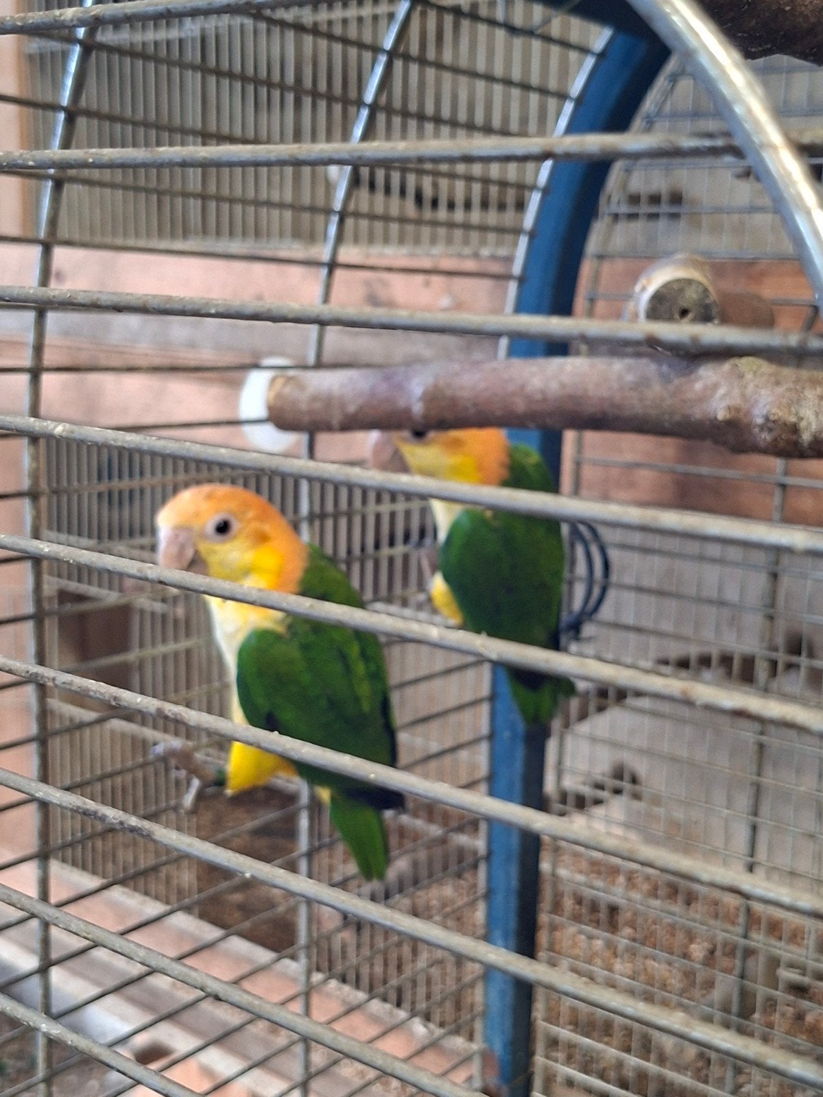 roestkop caique van 2026, man, Dieren en Toebehoren