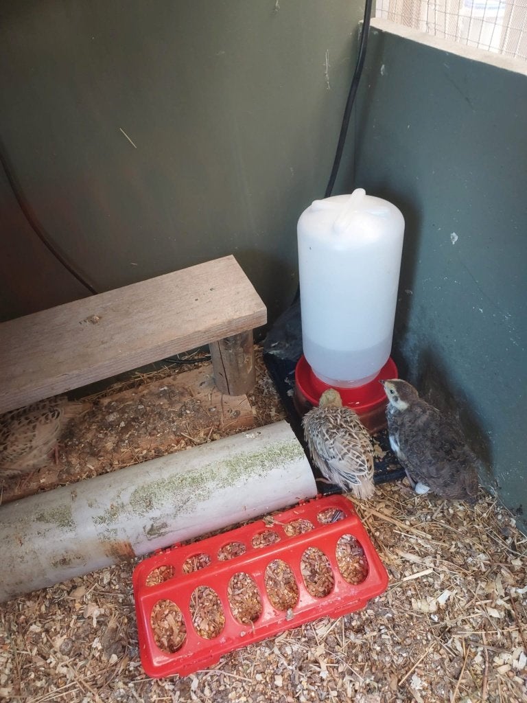 Jonge Japanse kwartels te koop, Dieren en Toebehoren