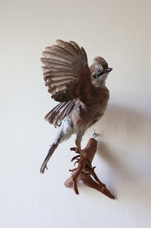 Taxidermie opgezette Vlaamse gaai, Ophalen of Verzenden, Gebruikt