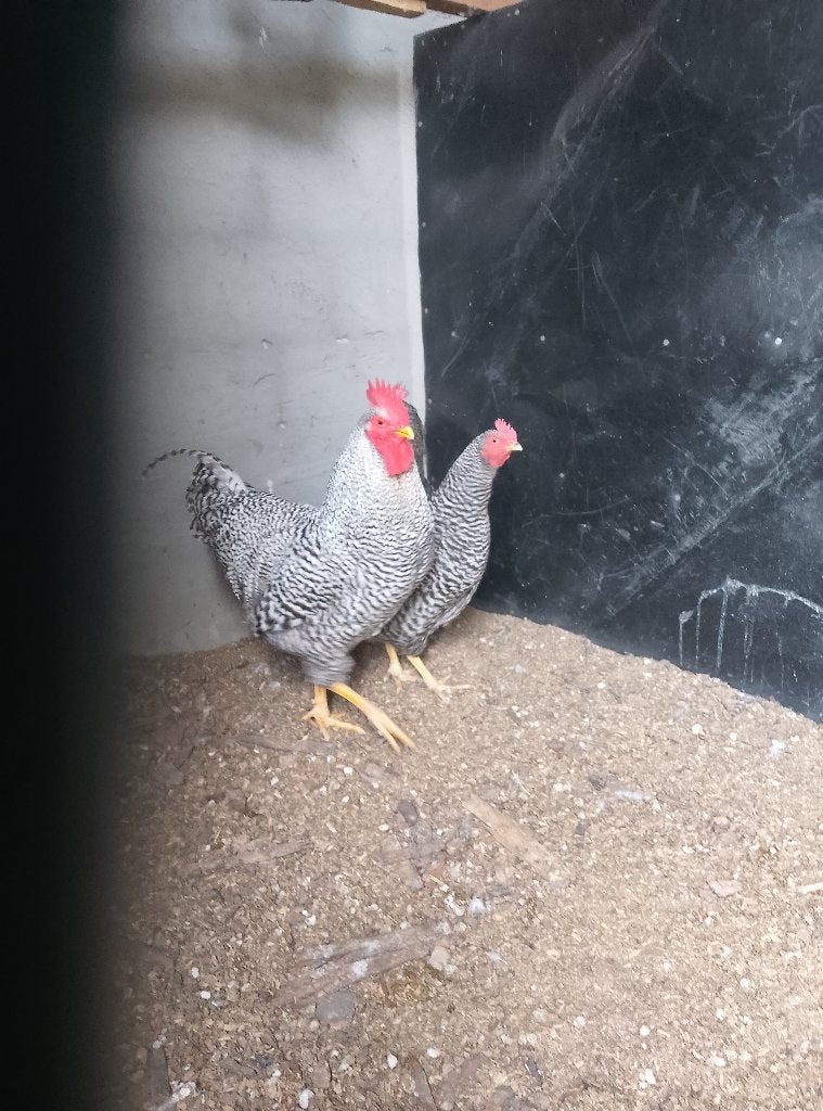 Jonge haan Amrock, Dieren en Toebehoren, Pluimvee