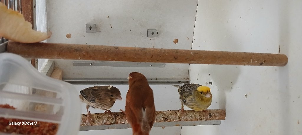 Te koop : jonge kanarie, Femelle