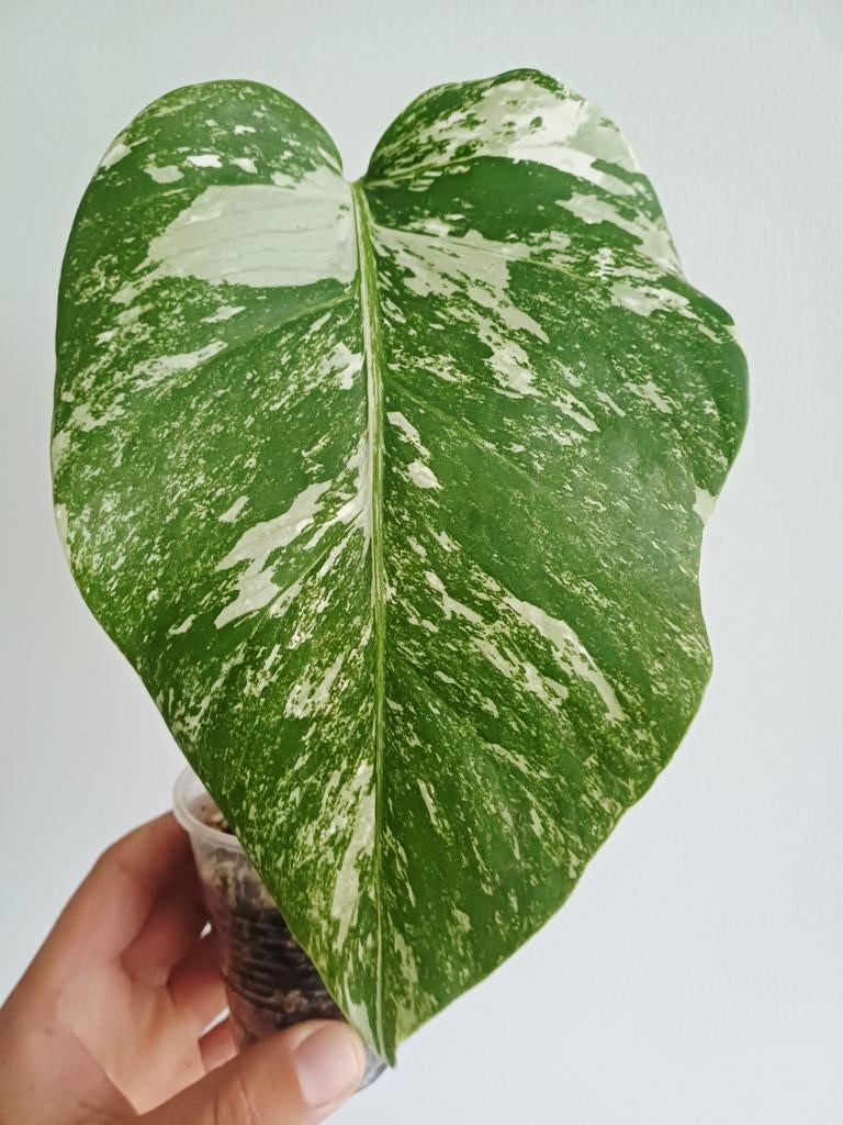 Monstera Deliciosa Albo variegata, Huis en Inrichting, Kamerplanten, Ophalen, Overige soorten, Halfschaduw, In pot