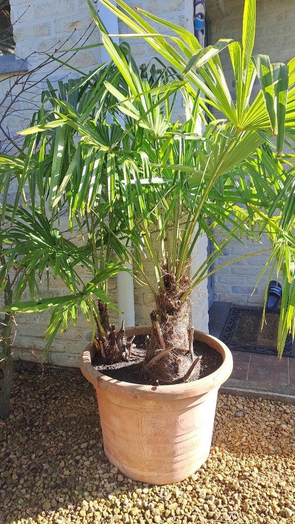 palmboom, Ophalen, In pot, Palmboom