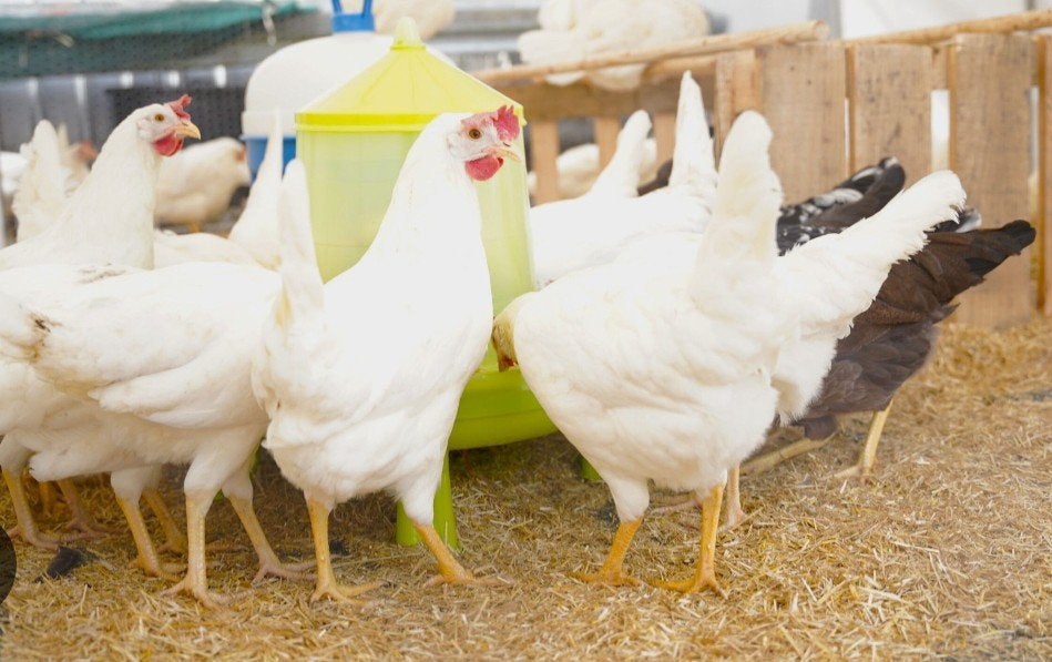 jonge leghorn hennetjes, Dieren en Toebehoren, Kip