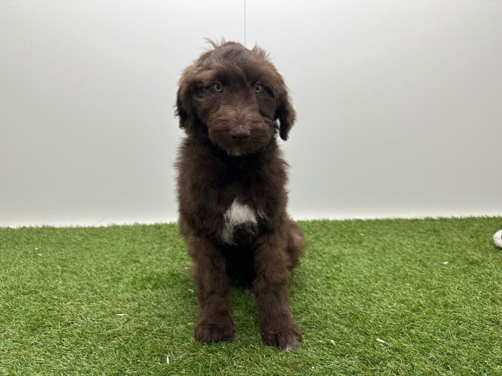 Bordoodle pups (Border Collie x Poedel), Dieren en Toebehoren, België, 8 tot 15 weken, CDV (hondenziekte), Meerdere