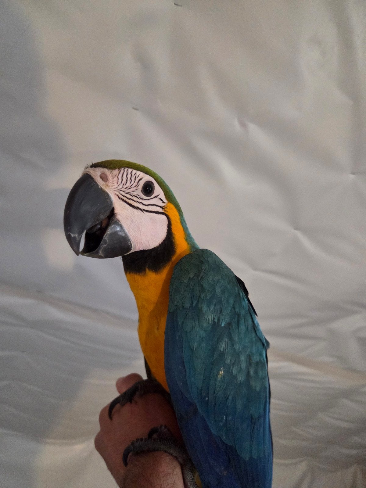 blauwgele ara, Bagué