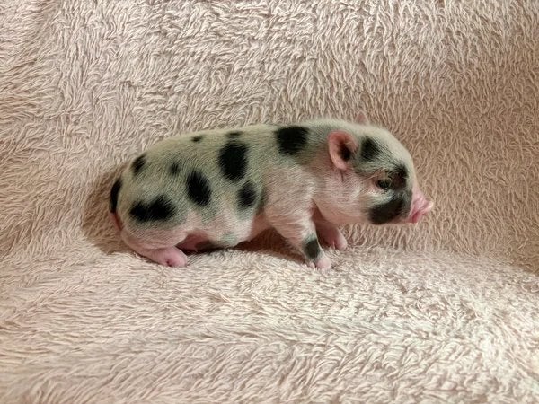 Jong vrouwelijk miniatuurvarken, Vrouwelijk, Varken, 0 tot 2 jaar