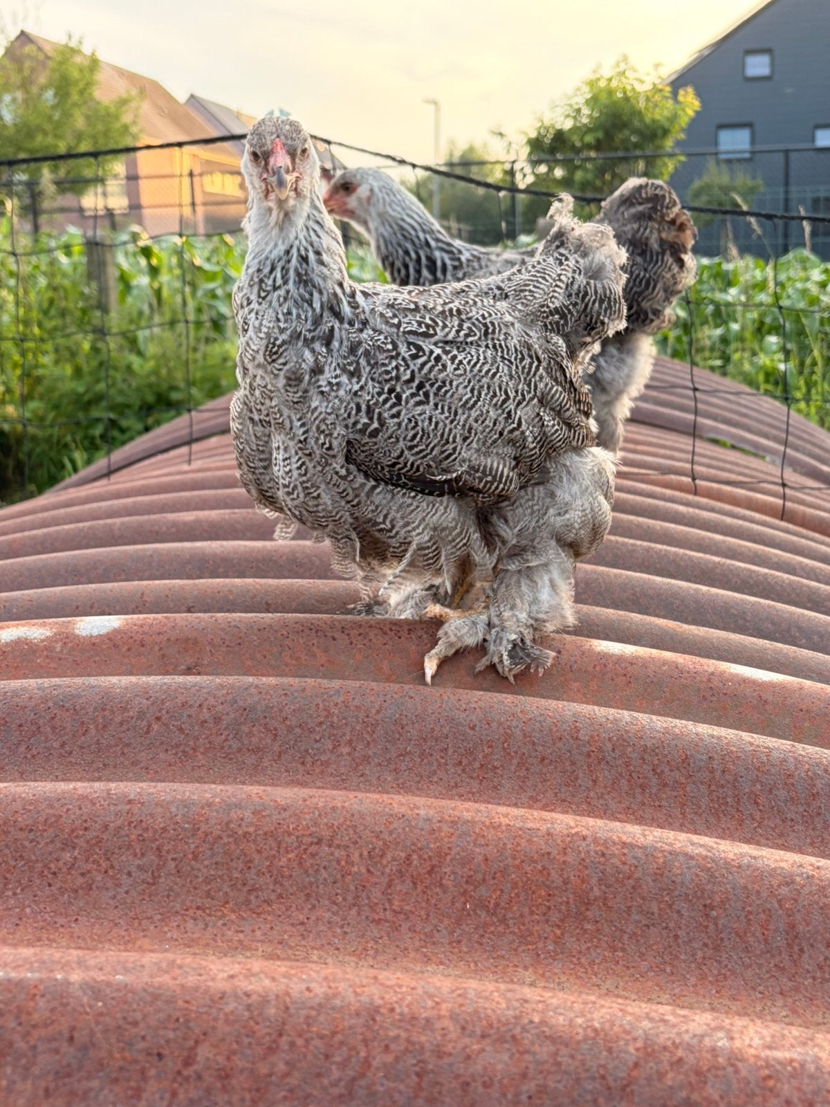 brahma zilverpatrijs hennen tekoop, Dieren en Toebehoren, Pluimvee, Vrouwelijk, Kip
