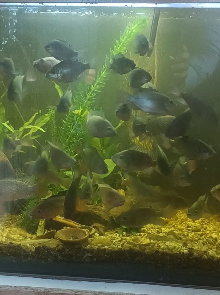 Alevins de Tilapia Contre remboursement des frais, Animaux & Accessoires, Poisson, Poisson d'eau douce