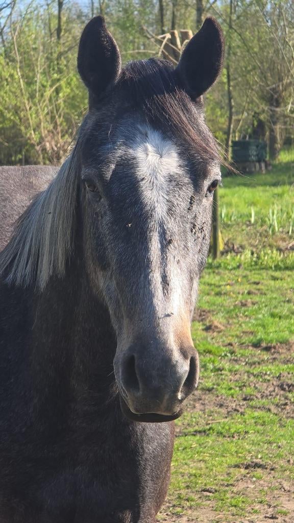 Knappe jonge ruin met veel potentieel zoekt een 5️ thuis, Dieren en Toebehoren, Met stamboom, Ruin, Dressuurpaard, 3 tot 6 jaar
