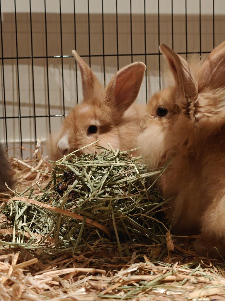 Koppel konijnen te koop, Plusieurs animaux, Grand, Oreilles tombantes, 0 à 2 ans