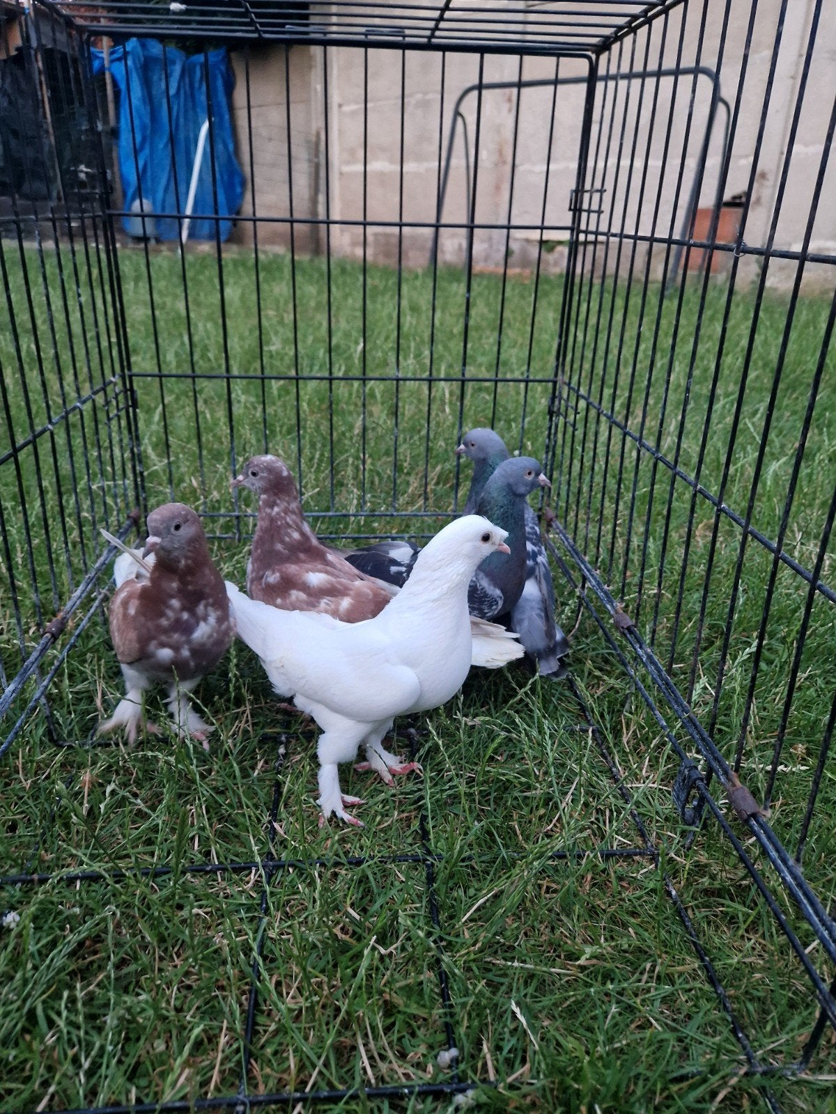 Takla duiven te koop 5 euro, Dieren en Toebehoren