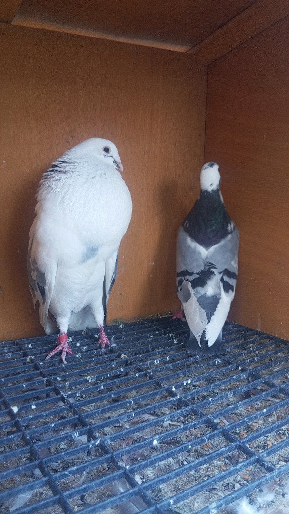 til Haagse kroppers, Dieren en Toebehoren, Vogels | Duiven, Meerdere dieren, Kropper
