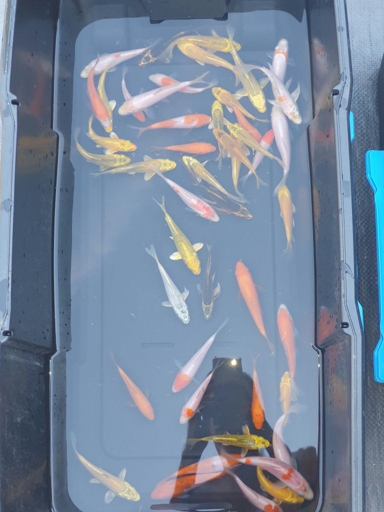 Dernière chance ! Koi 12—16 cm — 8€ par pièce, Carpe ou Koï