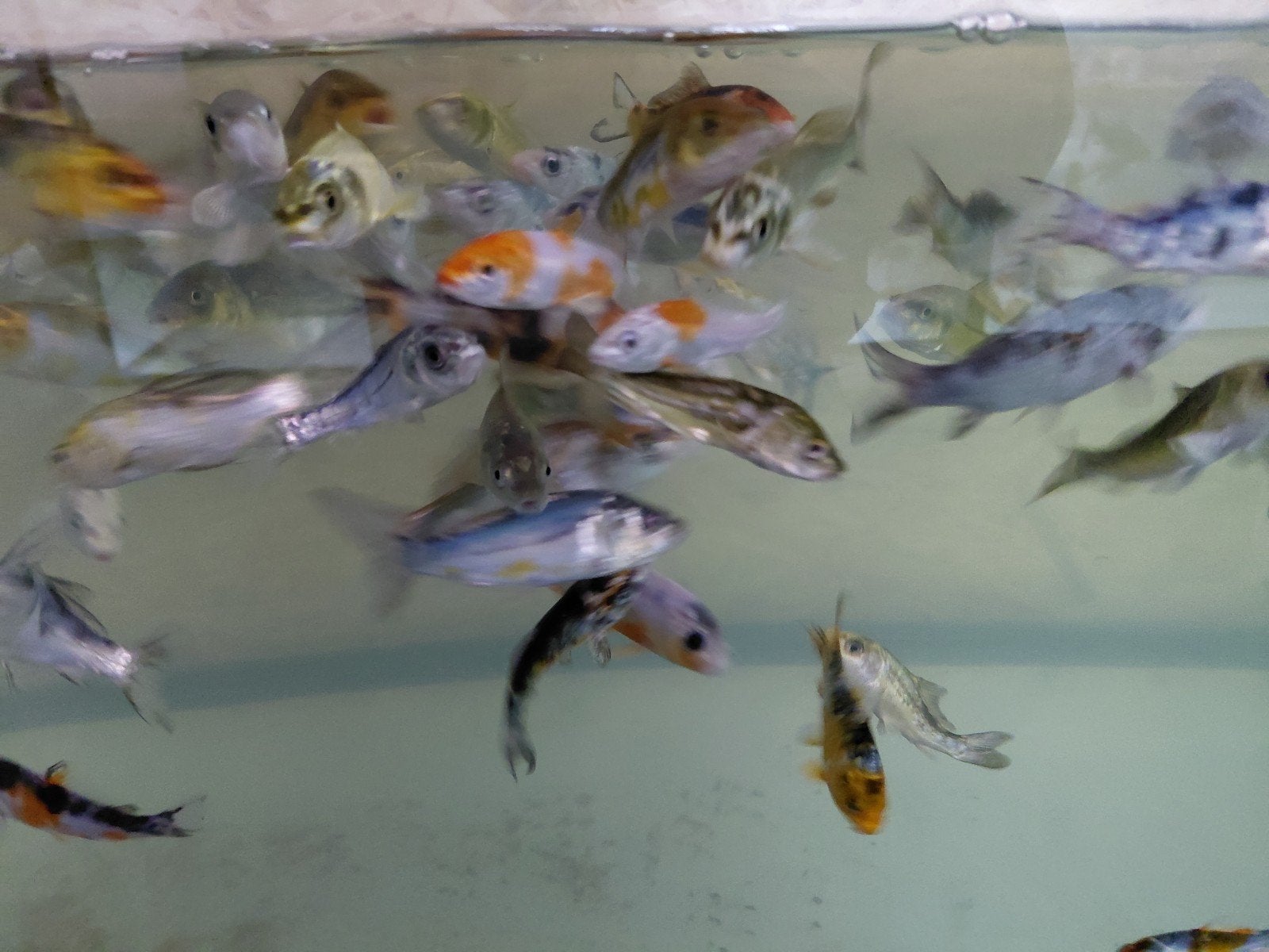 Koi, Dieren en Toebehoren, Vissen | Aquariumvissen