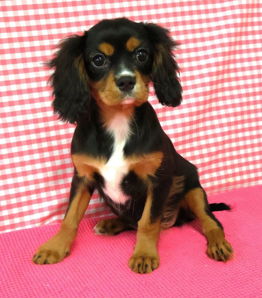 Chiots Cavalier King Charles super mignons ! ! !, Animaux & Accessoires, 15 semaines à 1 an, Plusieurs animaux, Plusieurs, Étranger