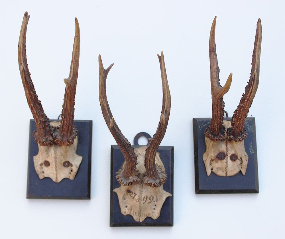 3 x antiek REE GEWEI op zwart houten schild - 1899, Ophalen of Verzenden, Gebruikt, Hert, Gewei of Kop