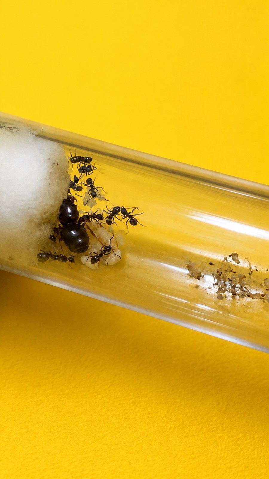 Lasius Grandis mieren koningin met 1-10 werksters, Dieren en Toebehoren, Mieren