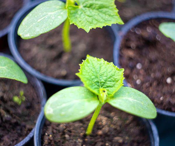 Courgette planten verschillende soorten (groen, geel & rond), Enlèvement