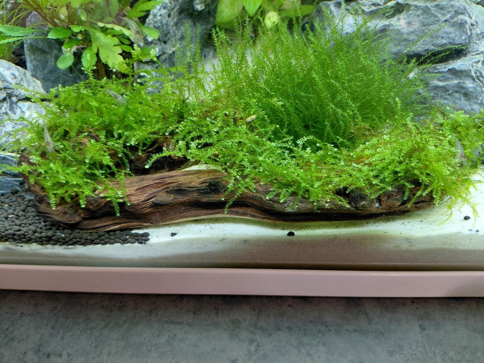 Aquascape en bois avec mousse de Noël - taille moyenne