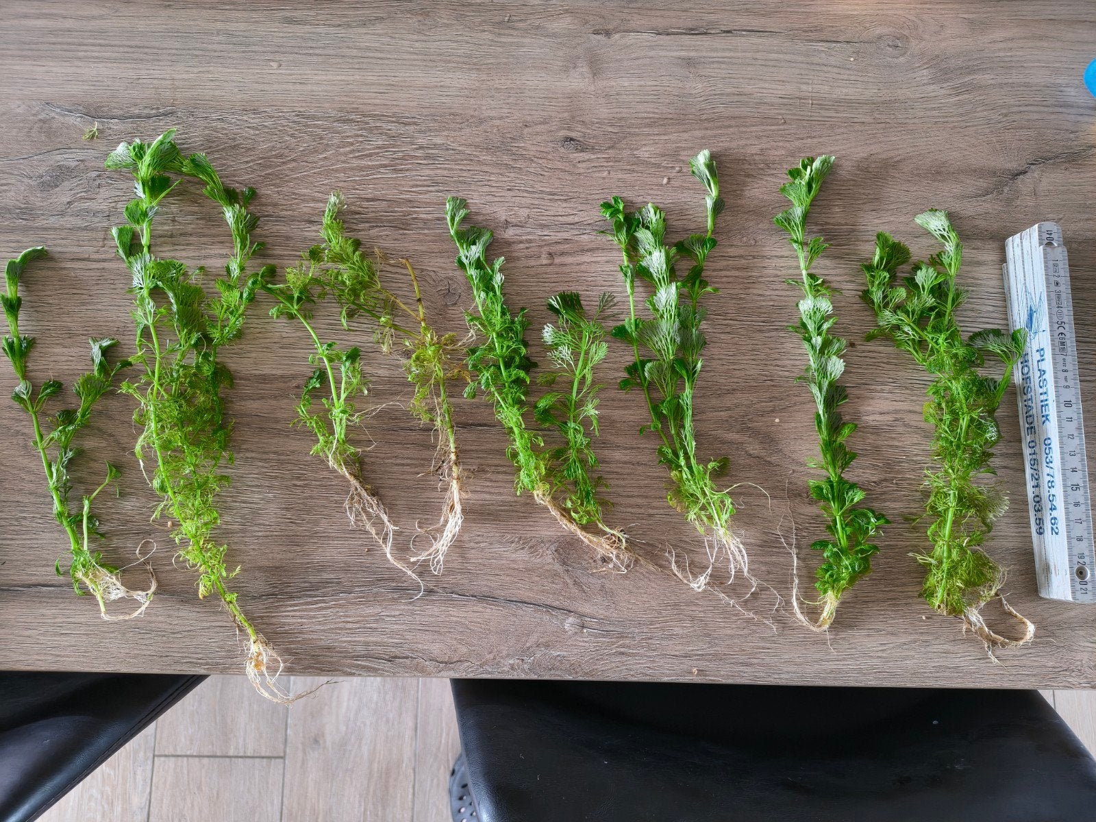 Limnophila heterophylla aquariumplant, Dieren en Toebehoren, Ophalen of Verzenden