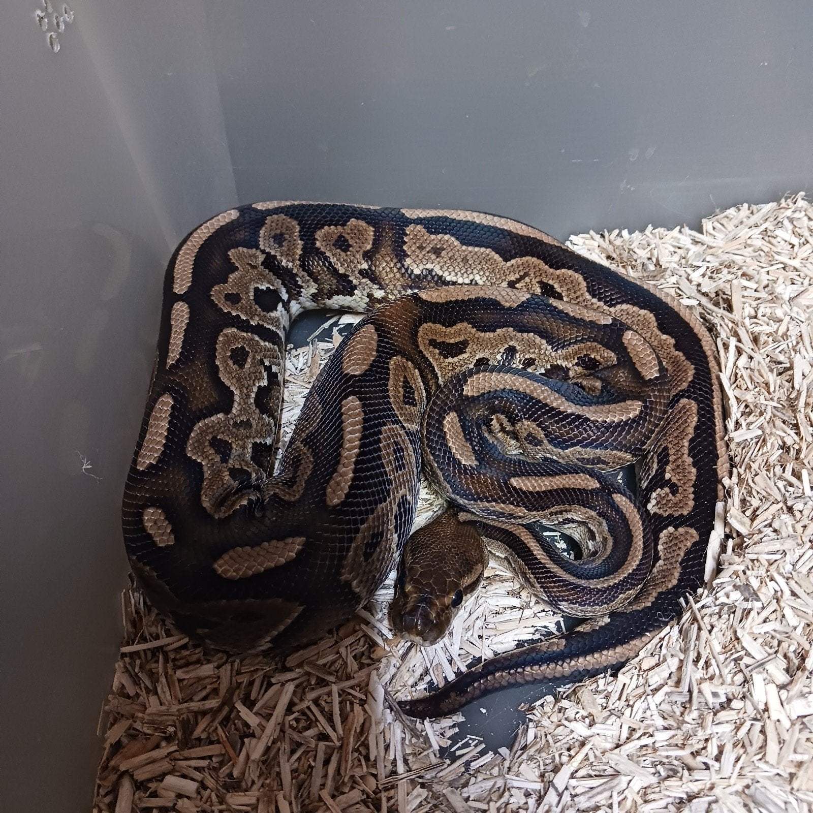 1.0 black pastel het pied, Serpent, Domestique, 3 à 6 ans