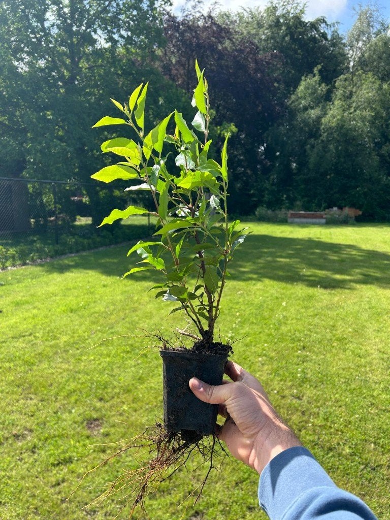 Portugese laurier 50-60cm in potje, Jardin & Terrasse, Plantes | Arbustes & Haies, Enlèvement, Laurier, Haie, Moins de 100 cm